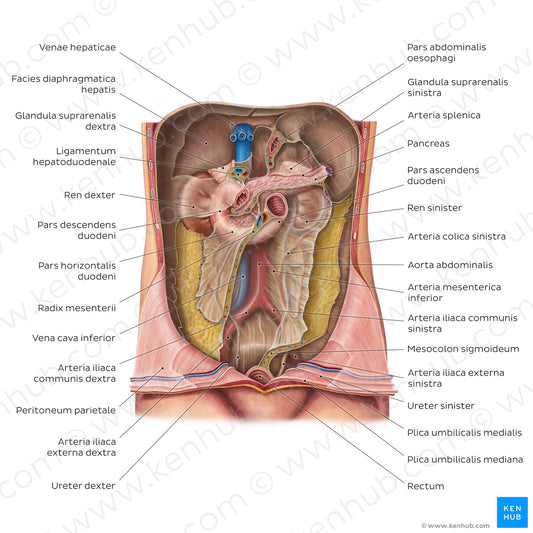 Retroperitoneum (Latin)