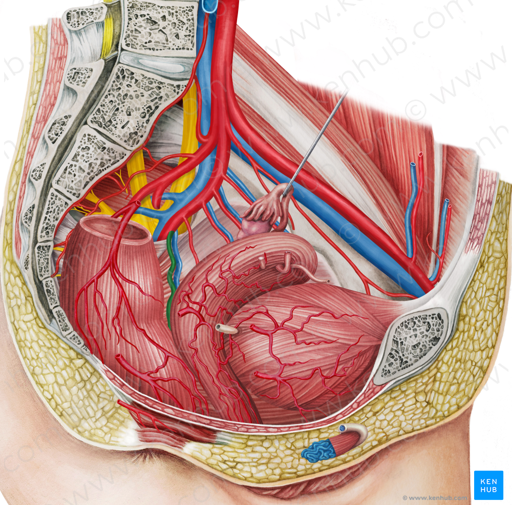 Left middle anorectal artery (#1730)