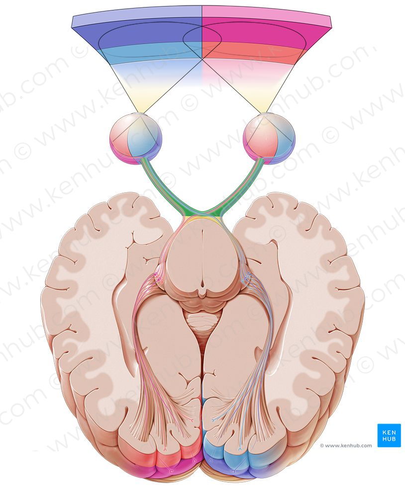 Optic nerve (#6638)