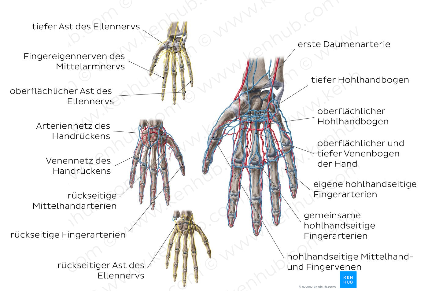 Neurovasculature of the hand (German)