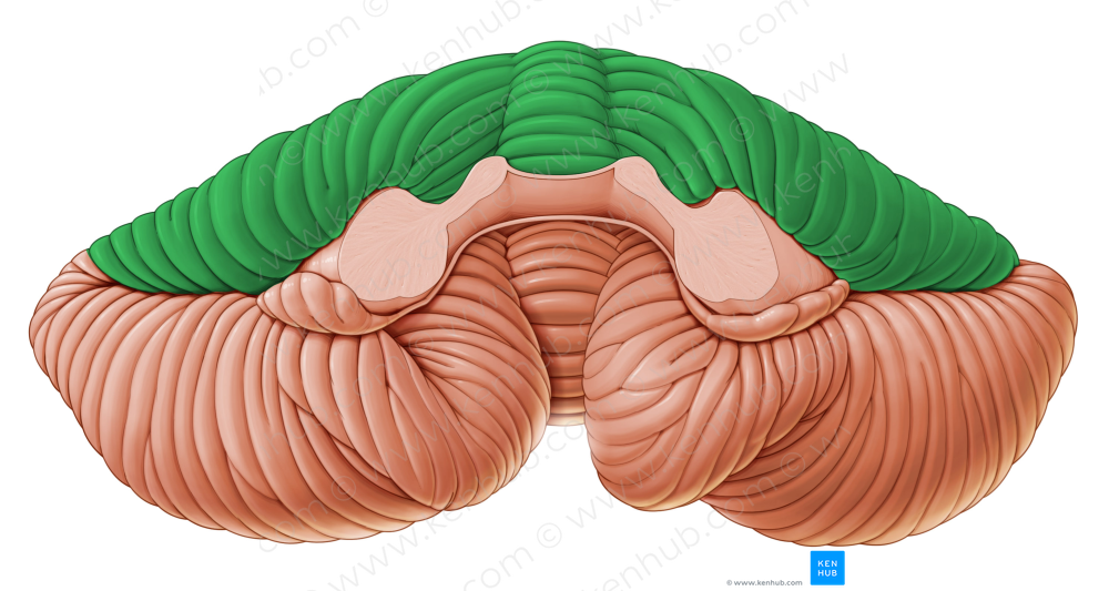 Anterior lobe of cerebellum (#4772)