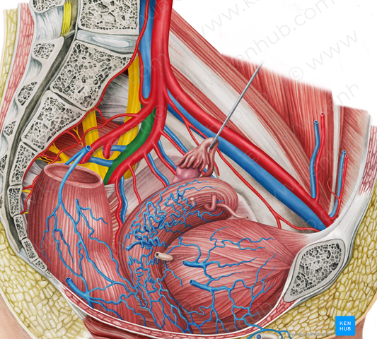 Left internal iliac vein (#10324)