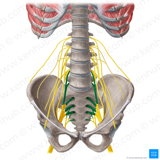 Sacral plexus (#8035)