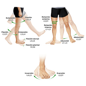 Myotomes of the lower limb (Spanish)