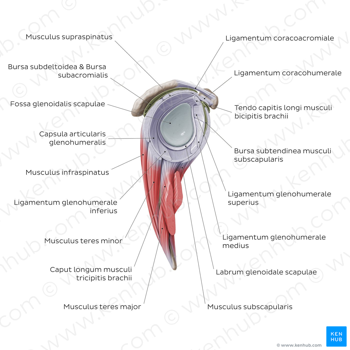 Shoulder (glenohumeral) joint (Latin)