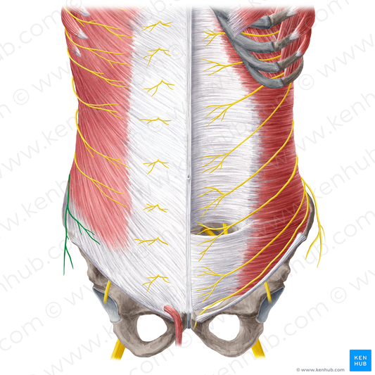 Lateral cutaneous branch of subcostal nerve (#21579)