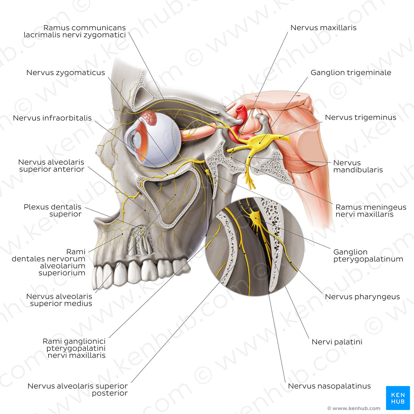 Maxillary nerve (Latin)