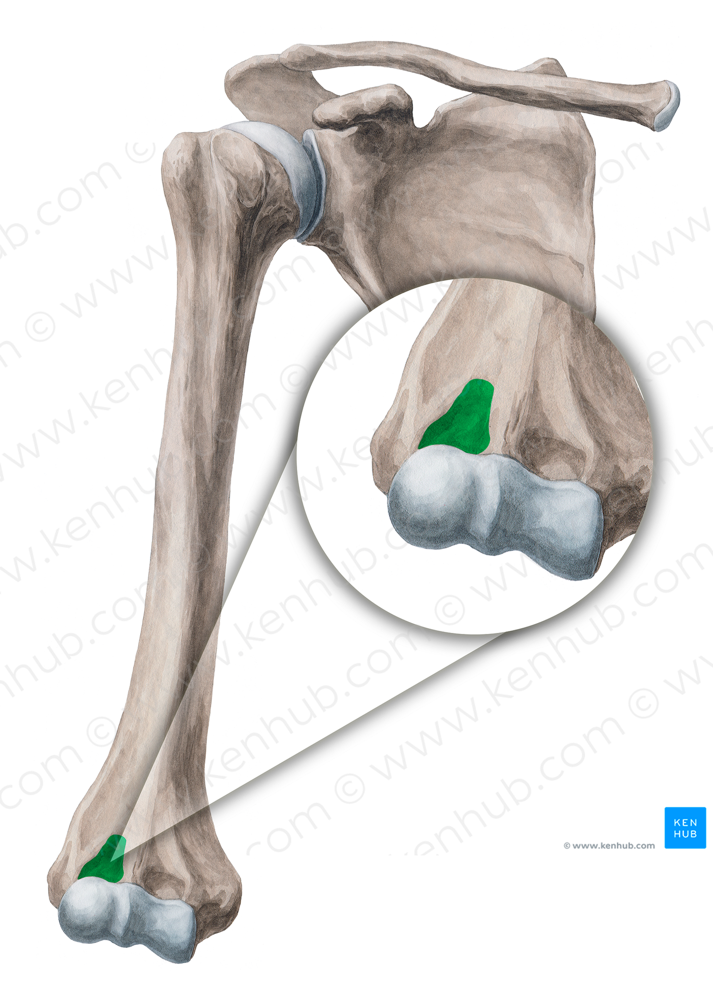 Radial fossa of humerus (#3878)