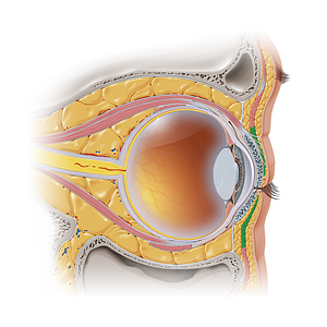 Palpebral part of orbicularis oculi muscle (#7338)