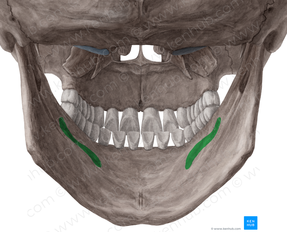 Mylohyoid line of mandible (#4708)