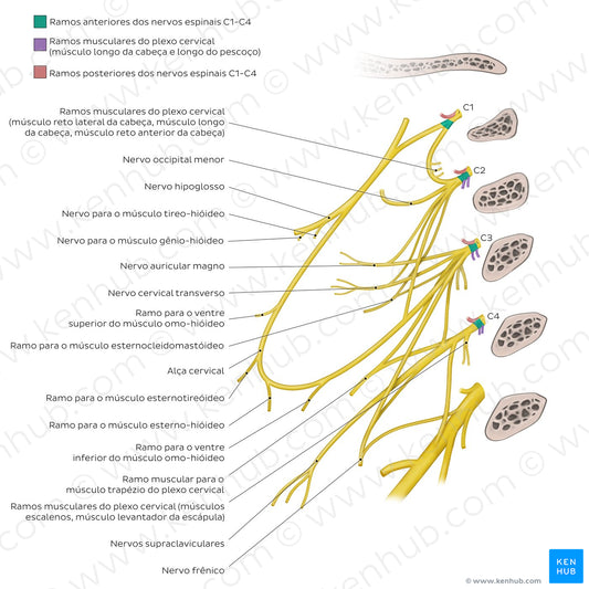 Cervical plexus (Portuguese)