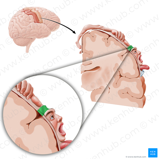 Motor cortex of forehead (#11072)