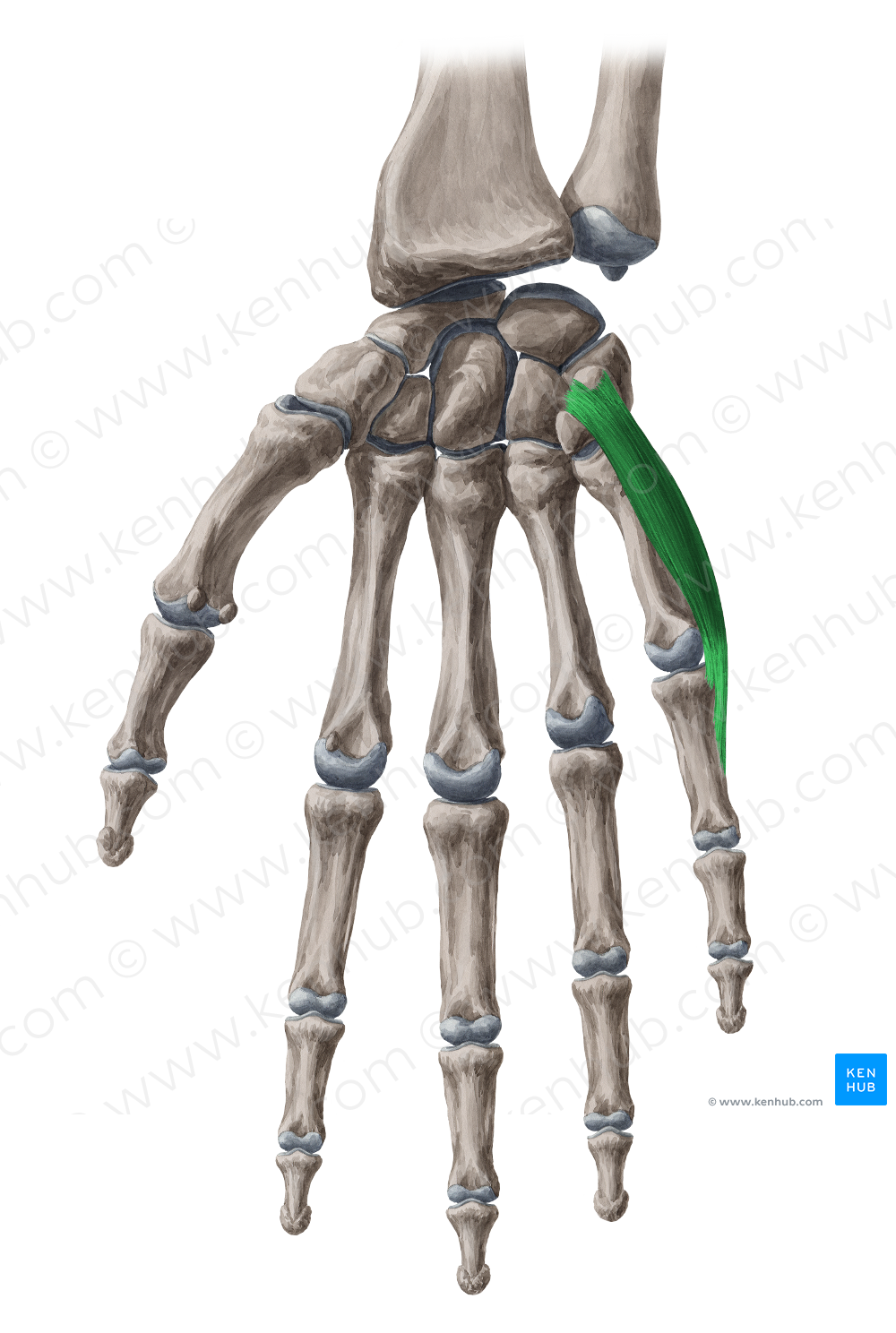Abductor digiti minimi muscle of hand (#5168)