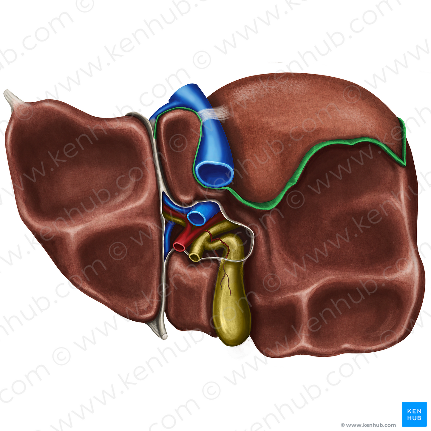 Posterior part of coronary ligament of liver (#4510)