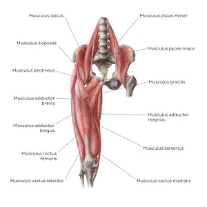 Muscles of the hip and thigh (Anterior view) (Latin)