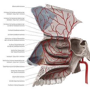 Arteries of the nasal cavity (German)