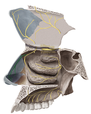 External nasal branch of anterior ethmoidal nerve (#8752)