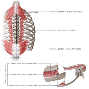 Muscles of thoracic wall (Posterior view) (English)