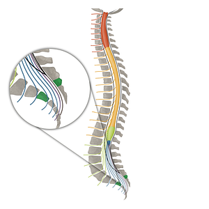 Vertebra S3 (#16124)