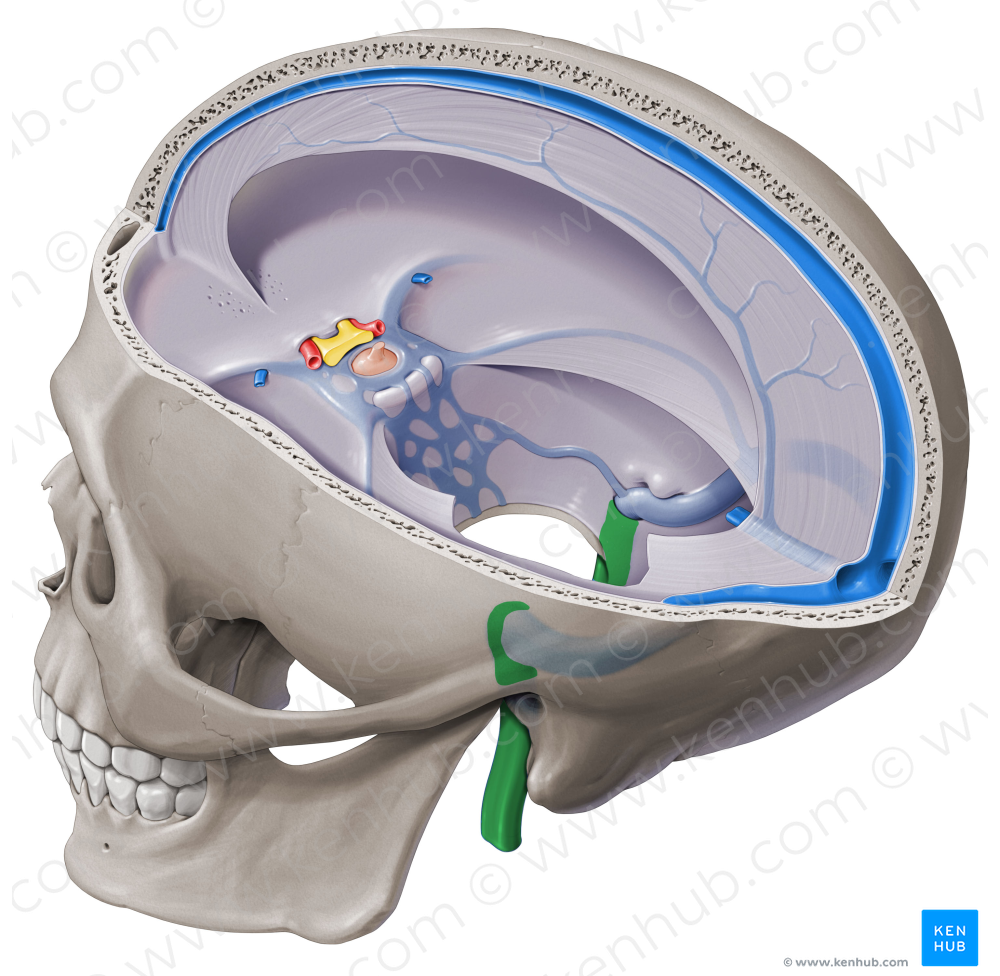 Internal jugular vein (#10368)