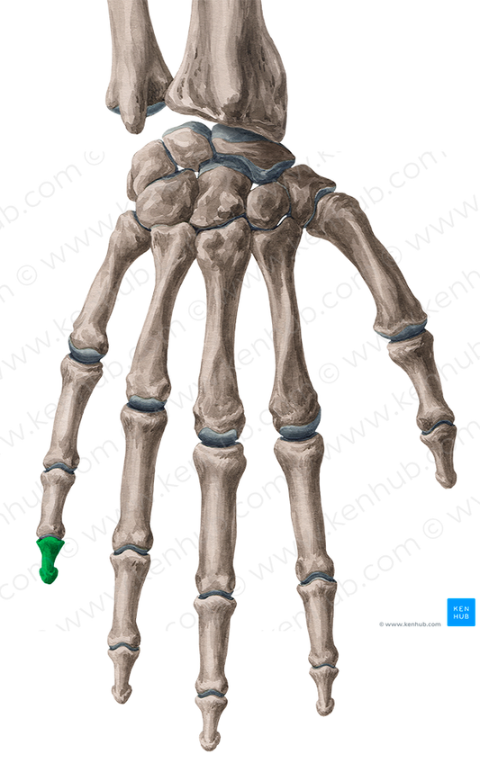 Distal phalanx of 5th finger (#7911)