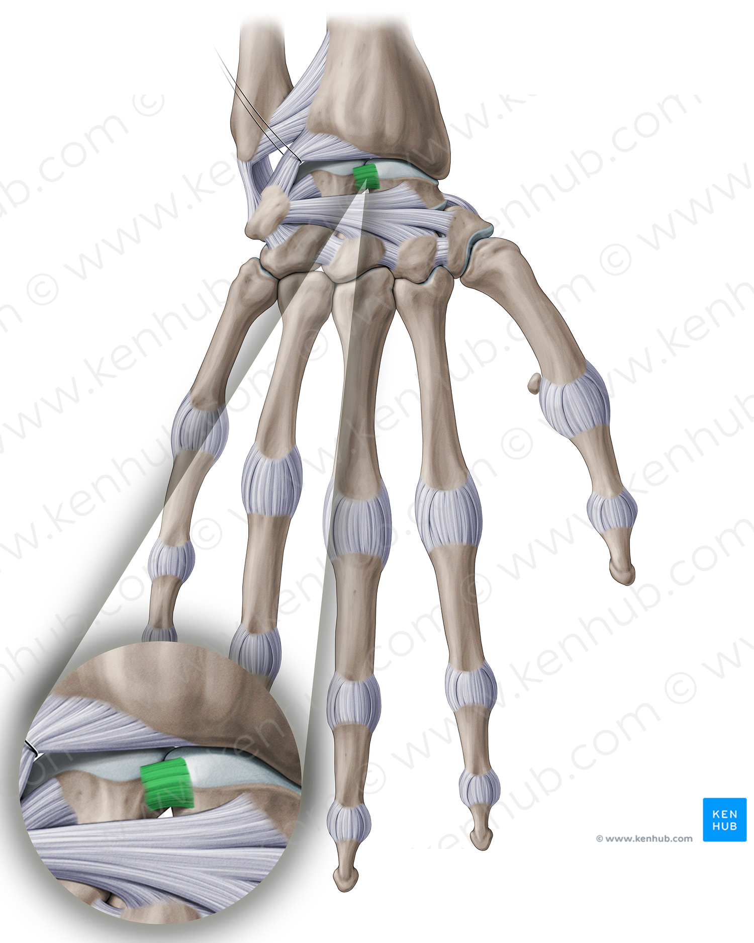 Scapholunate interosseous ligament (#18909)