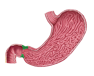 Pyloric sphincter (#5977)