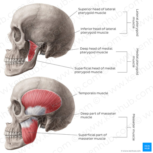 Muscles of mastication (English)