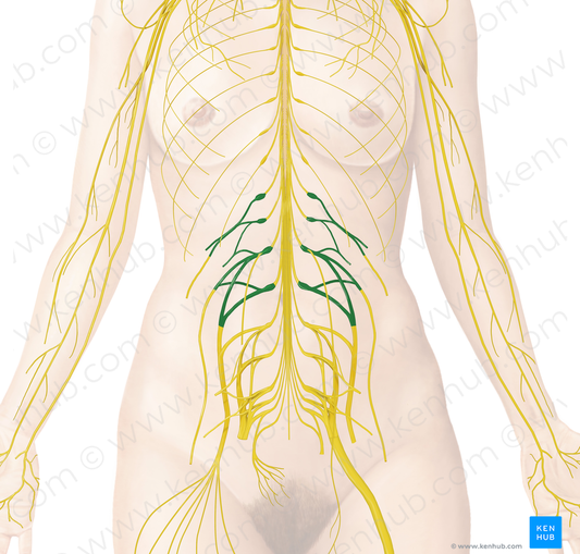 Lumbar plexus (#8005)