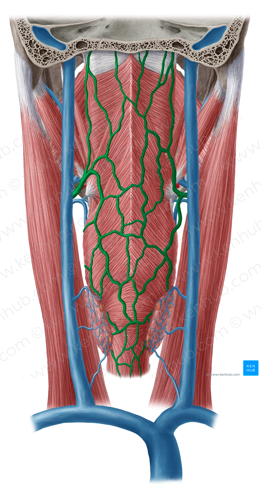 Pharyngeal veins (#10178)