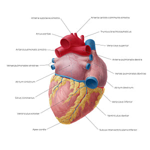 Posteroinferior view of the heart (Latin)