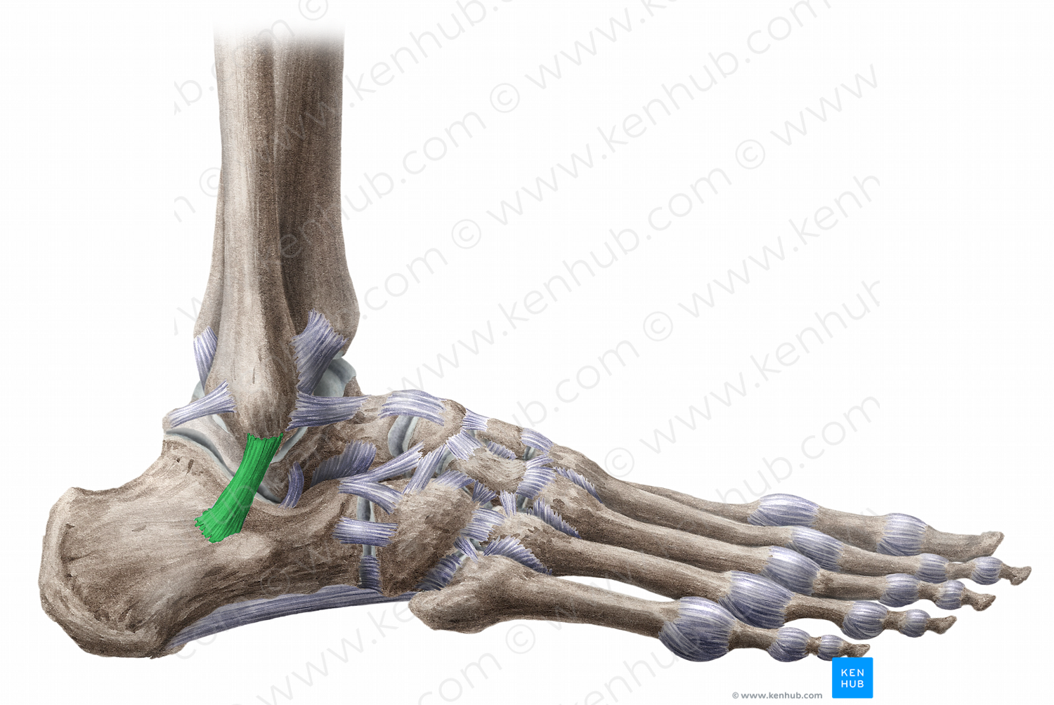 Calcaneofibular ligament (#11472)