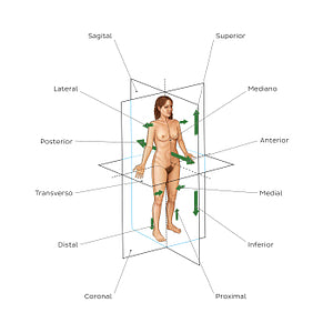 Directional terms and body planes (Portuguese)