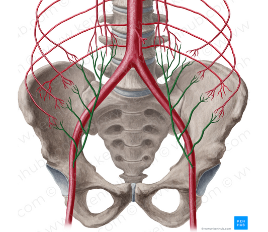 Inferior epigastric artery (#1184)