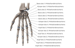 Metacarpal bones (German)