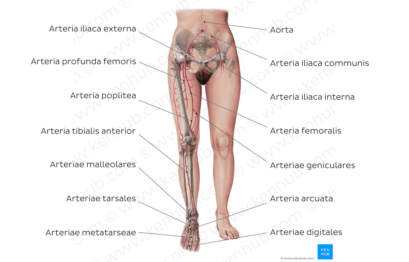 Main arteries of the lower limb (Latin)