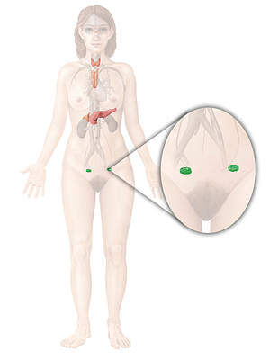 Ovary (#7585)