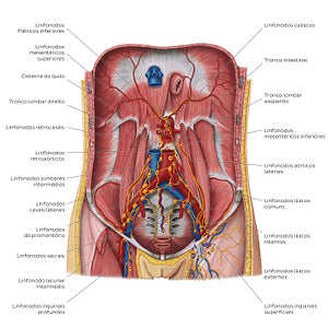Lymphatics of the posterior abdominal wall (Portuguese)