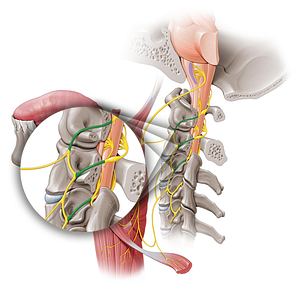 Anterior rami of spinal nerves C1-C3 (#8579)