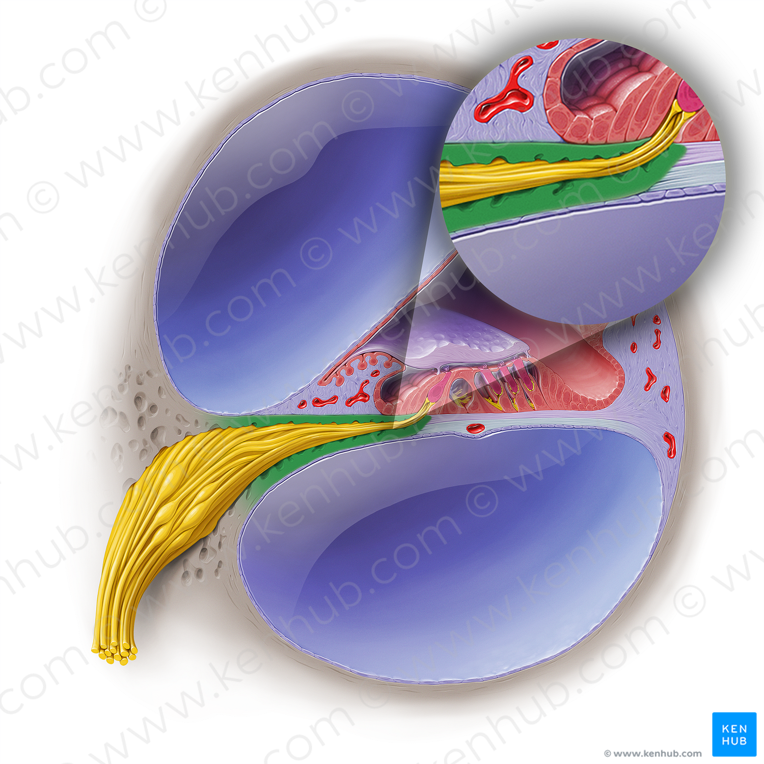 Osseous spiral lamina of cochlea (#19041)