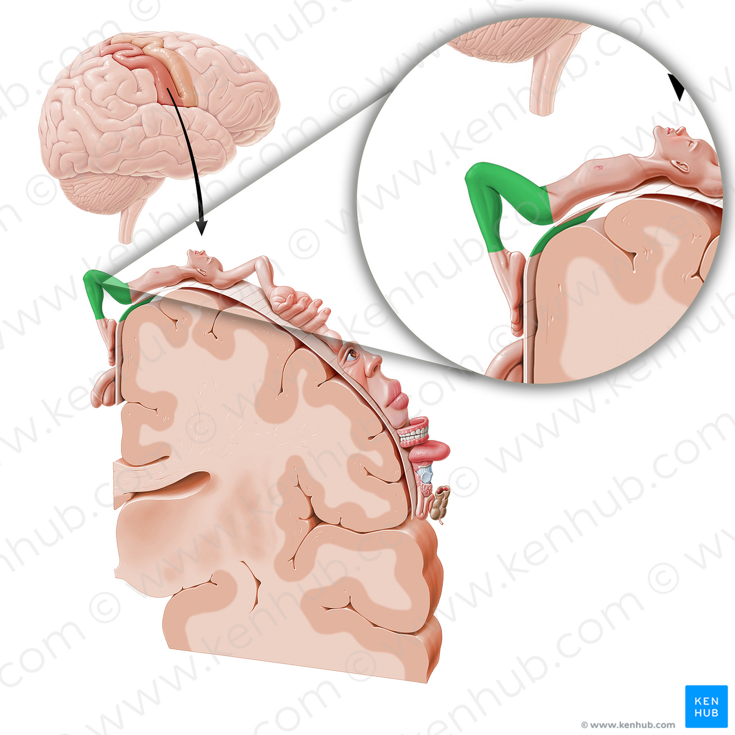 Sensory cortex of lower limb (#11050)