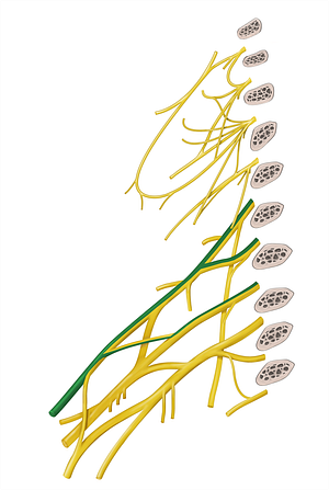 Musculocutaneous nerve (#6579)