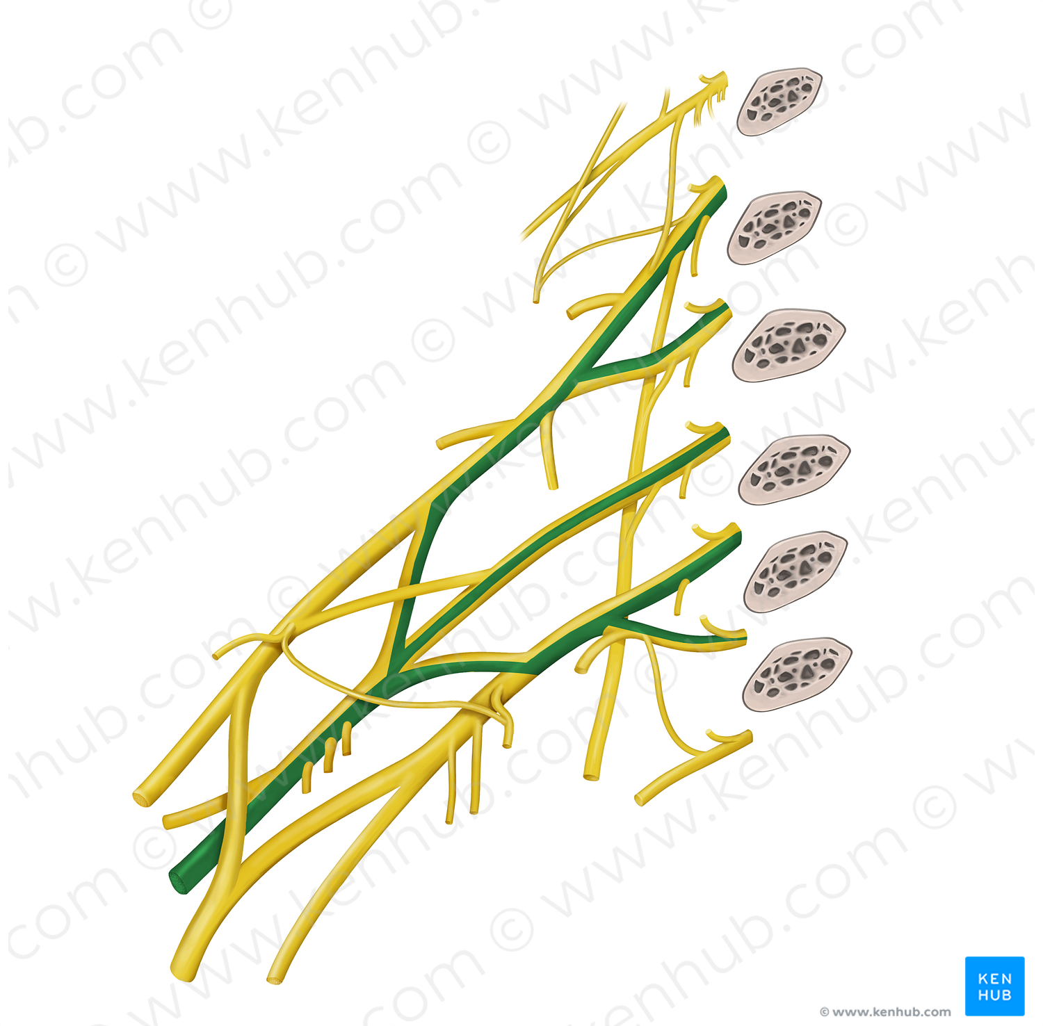 Radial nerve (#6709)