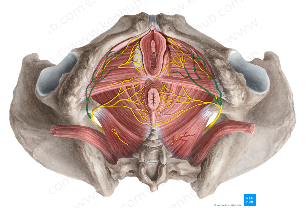 Perineal nerve (#6655)