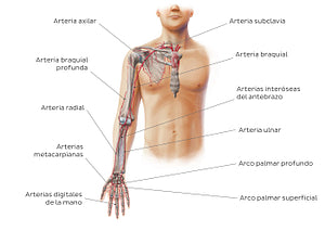 Main arteries of the upper limb - anterior (Spanish)