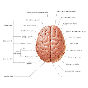 Superior view of the brain (Portuguese)