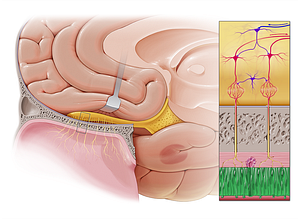 Olfactory epithelium (#3420)