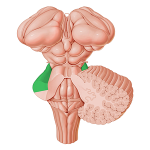 Middle cerebellar peduncle (#7833)
