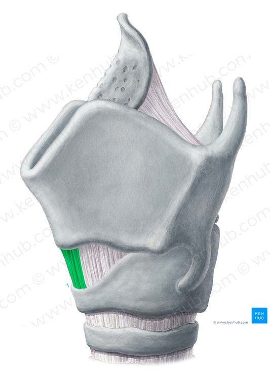 Median cricothyroid ligament (#4513)