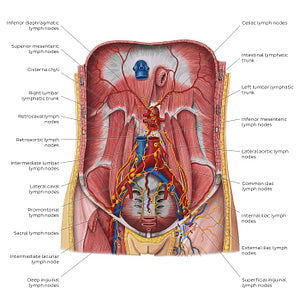 Lymphatics of the posterior abdominal wall (English)